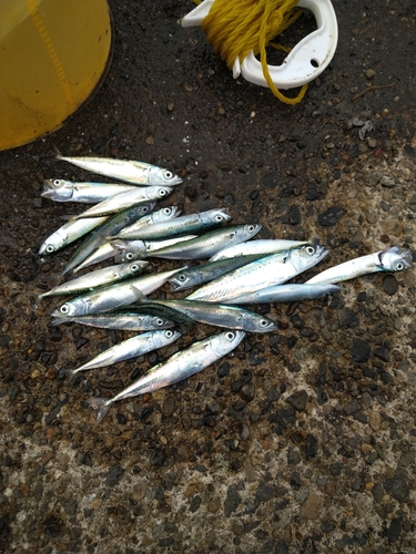 サバの釣果