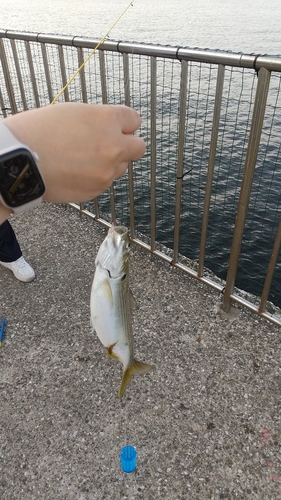 コノシロの釣果