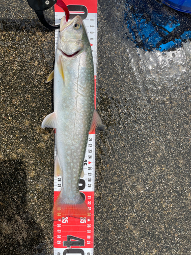 イワナの釣果