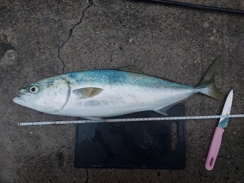 ハマチの釣果