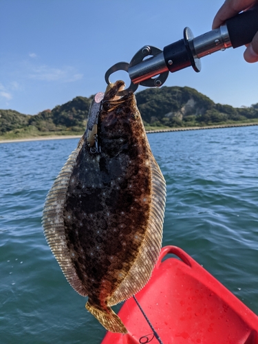 ヒラメの釣果