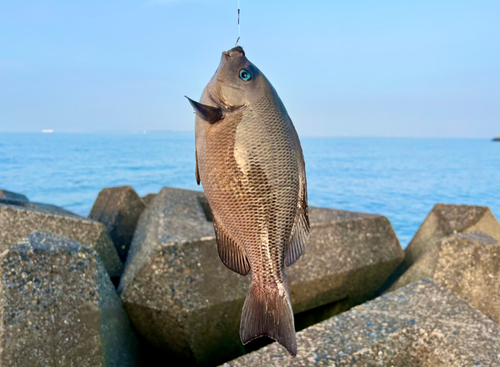 グレの釣果