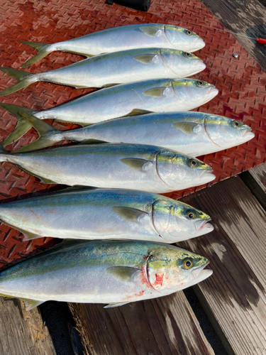 ハマチの釣果