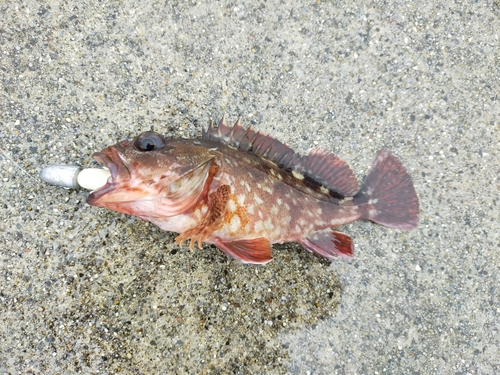 カサゴの釣果