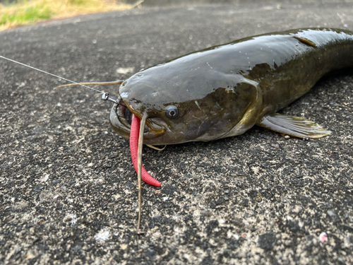 ナマズの釣果