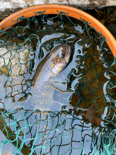 ニッコウイワナの釣果