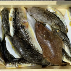 ショウサイフグの釣果