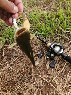 ナマズの釣果