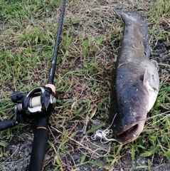 ナマズの釣果