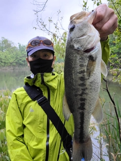 ラージマウスバスの釣果