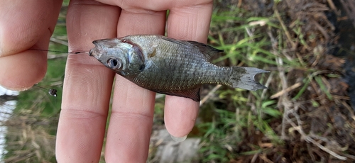 ブルーギルの釣果