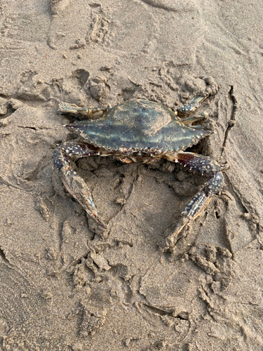 ヒラツメガニの釣果