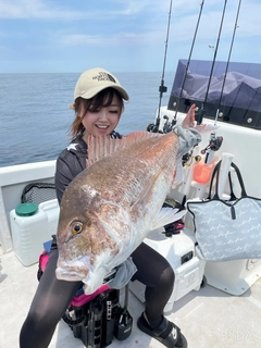マダイの釣果