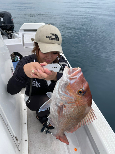 マダイの釣果