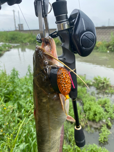 ナマズの釣果