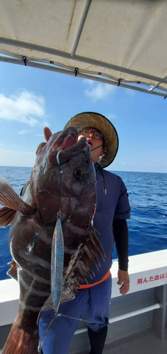 マハタの釣果