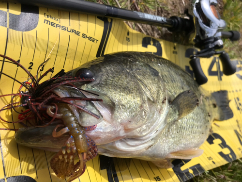 ブラックバスの釣果