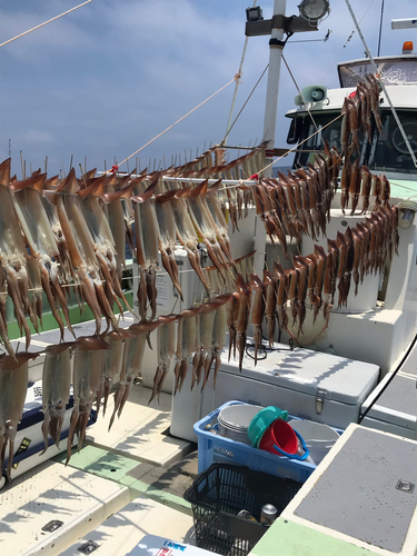 スルメイカの釣果