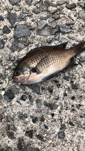 スズメダイの釣果