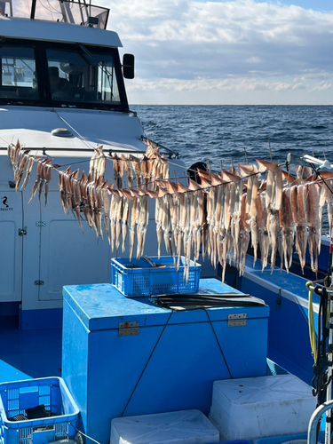 スルメイカの釣果