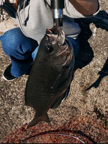 釣果