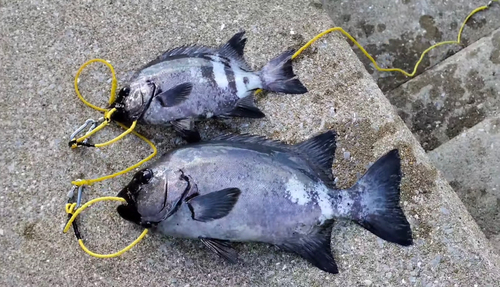 イシダイの釣果