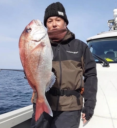 マダイの釣果