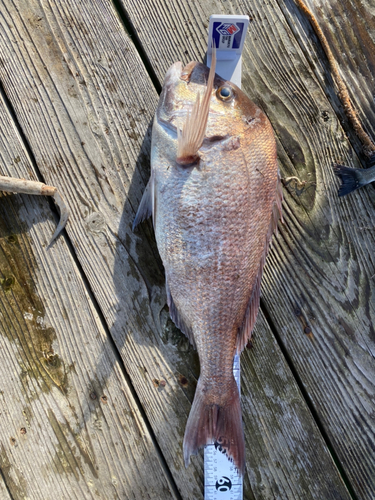 タイの釣果