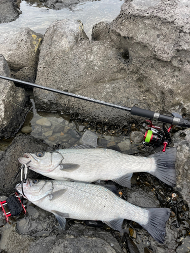 ヒラスズキの釣果