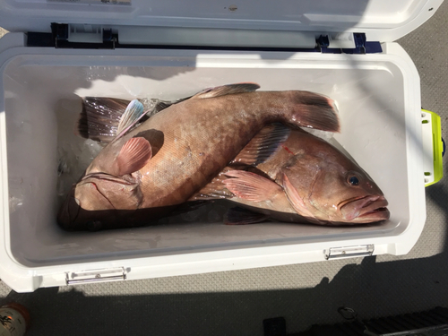 マハタの釣果