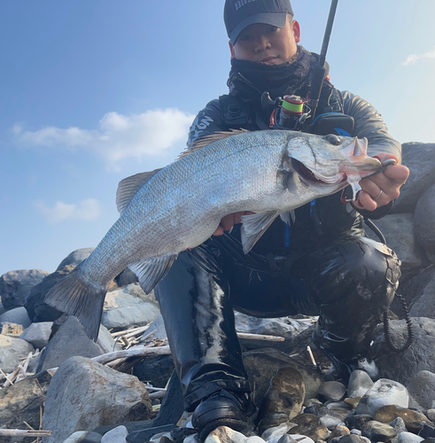 ヒラスズキの釣果