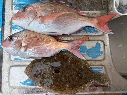 マダイの釣果