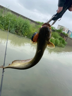 ナマズの釣果