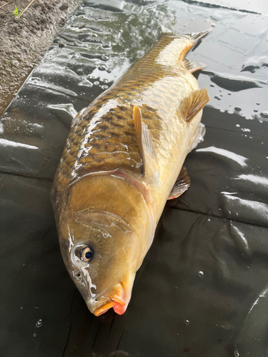 コイの釣果