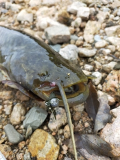 ナマズの釣果