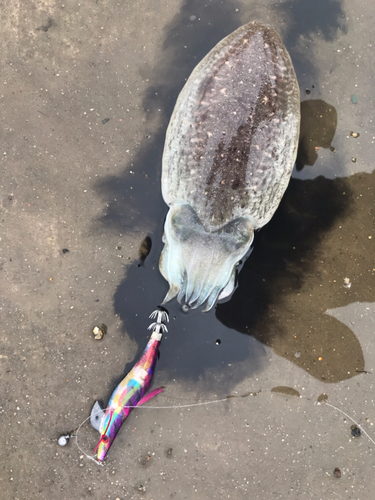 コウイカの釣果