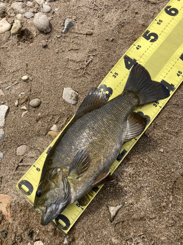 スモールマウスバスの釣果