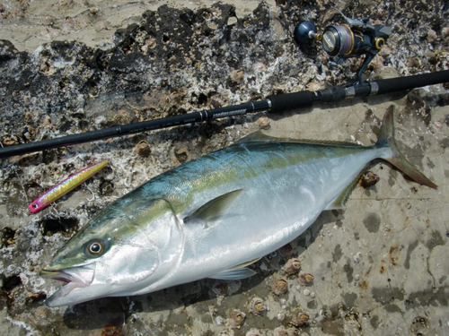 ワラサの釣果