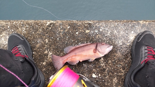 コブダイの釣果