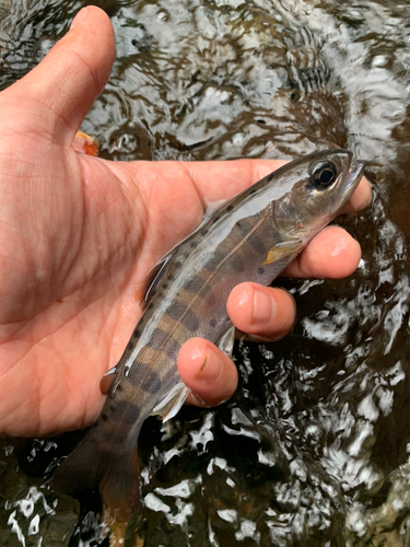 ヤマメの釣果