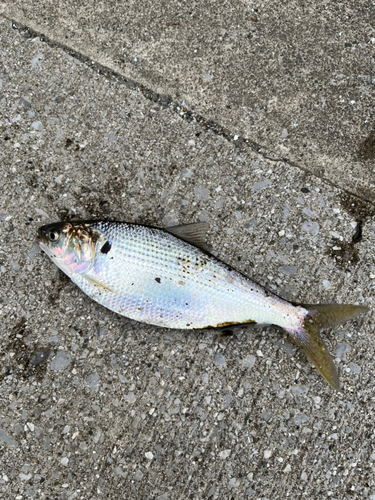 コノシロの釣果