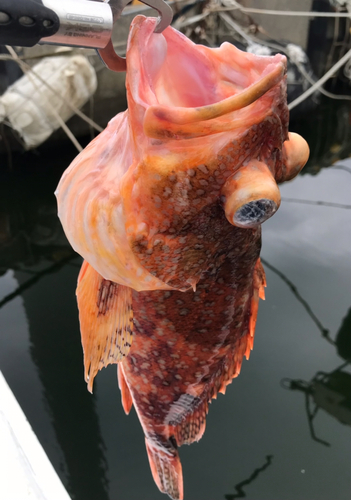 ウッカリカサゴの釣果