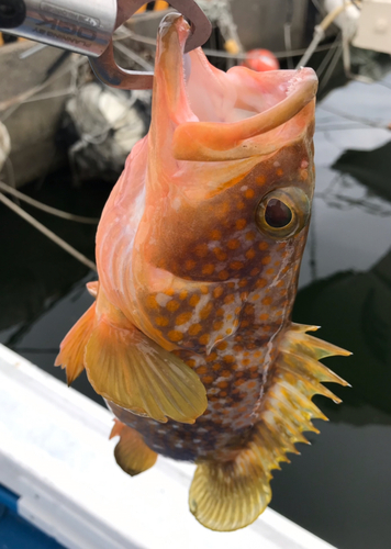 キジハタの釣果