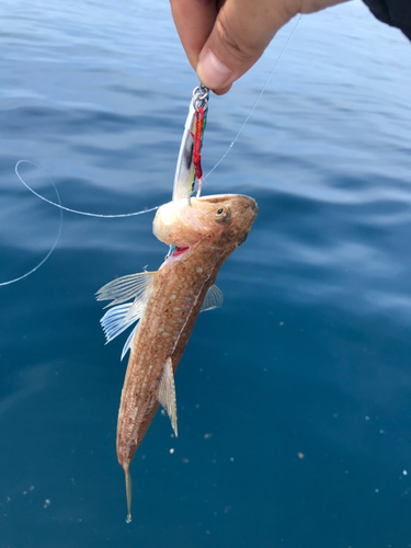 エソの釣果