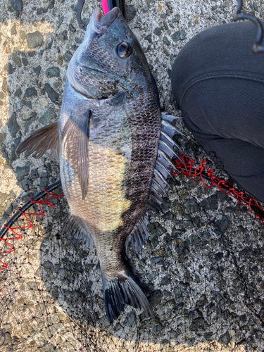 クロダイの釣果