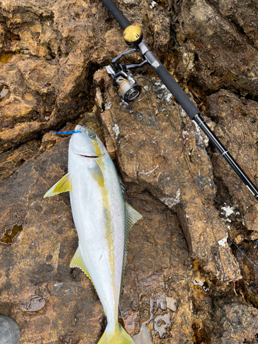 ヒラマサの釣果