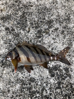 タカノハダイの釣果