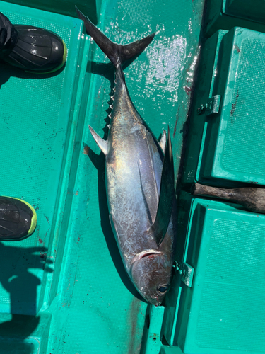 ビンチョウマグロの釣果