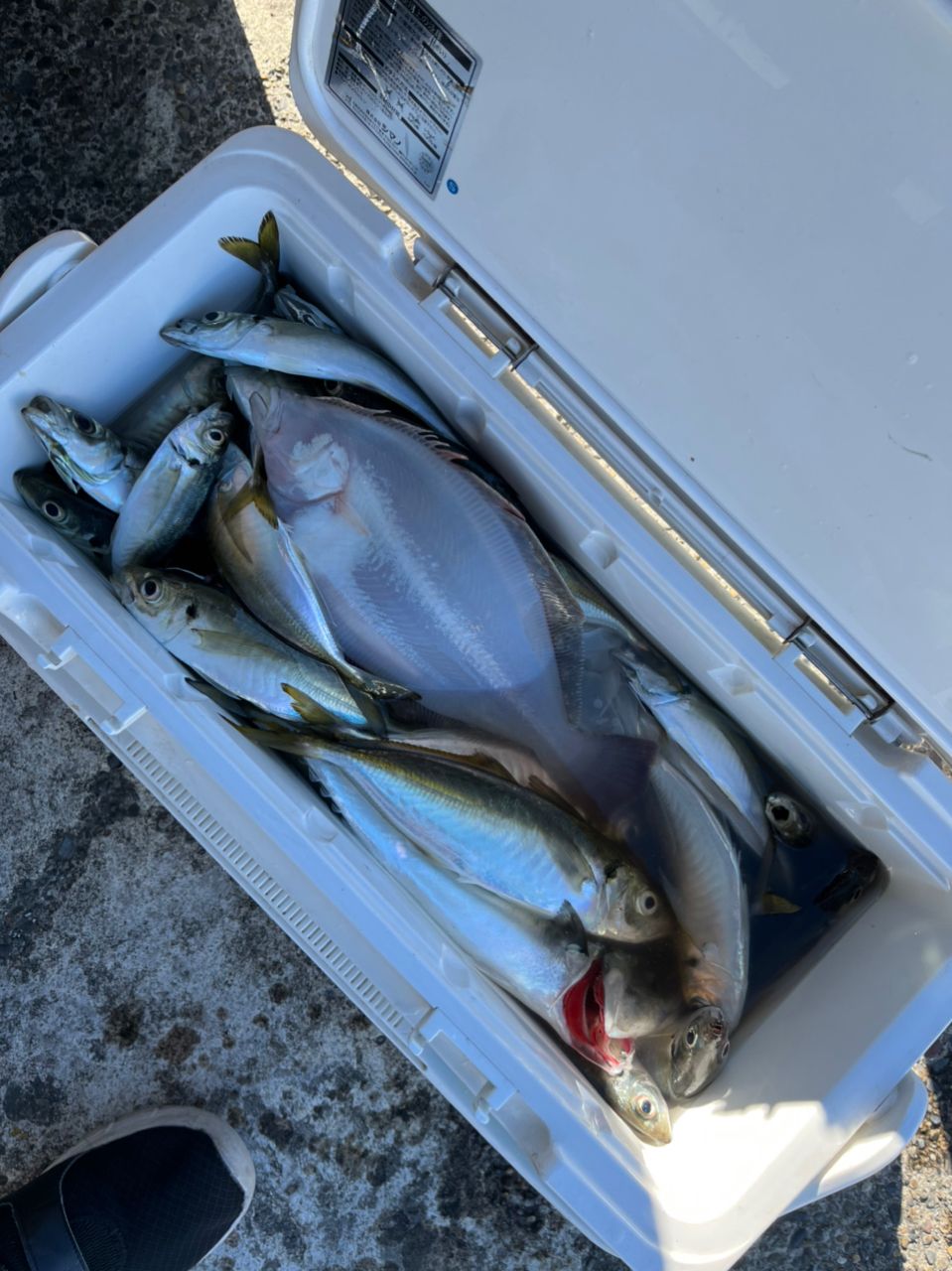 沼ちゃんさんの釣果 3枚目の画像