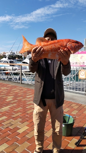 アカジンミーバイの釣果